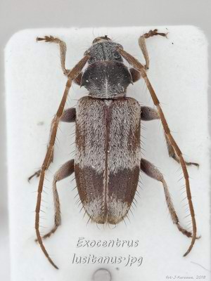 Exocentrus lusitanus